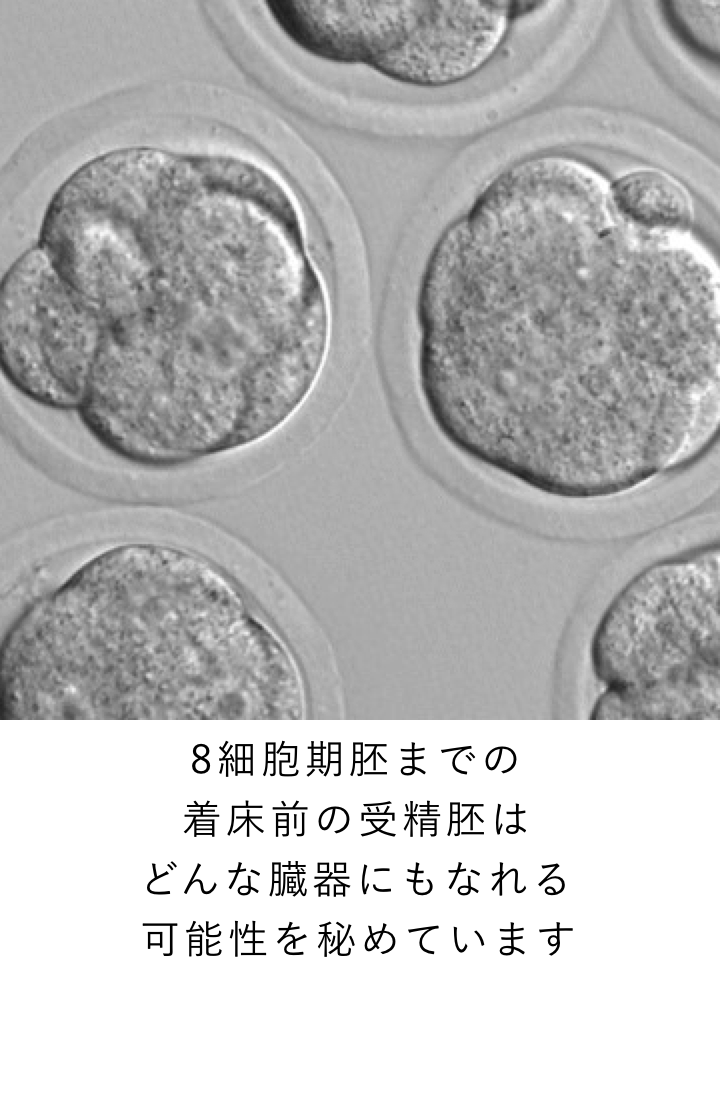 8細胞期胚までの 着床前の受精胚は どんな臓器にもなれる 可能性を秘めています