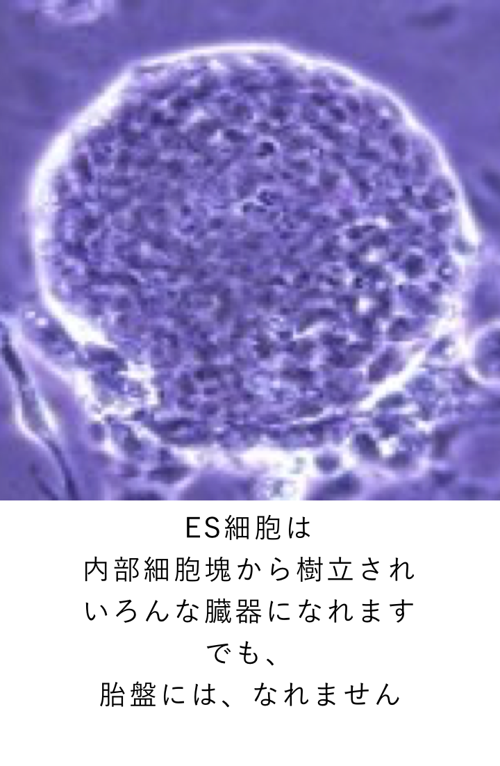 ES細胞は 内部細胞塊から樹立され いろんな臓器になれます でも、胎盤には、なれません