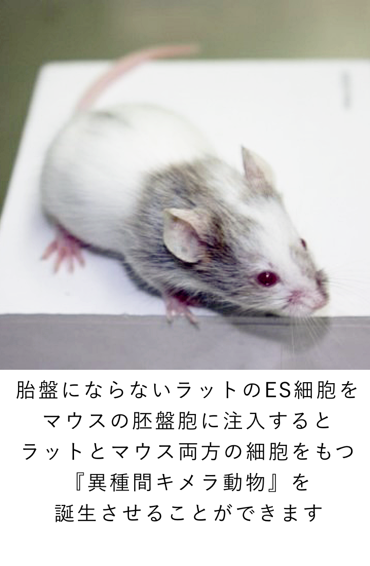 胎盤にならないラットのES細胞を マウスの胚盤胞に注入すると ラットとマウス両方の細胞をもつ 『異種間キメラ動物』を 誕生させることができます